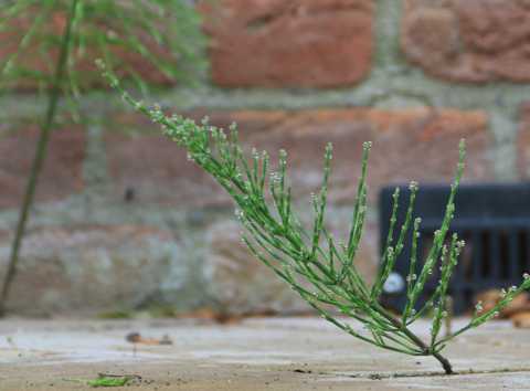 Heermoes, roobol of unjer (Equisetum arvense) uit de familie der paardenstaarten (Equisetaceae) met dauw